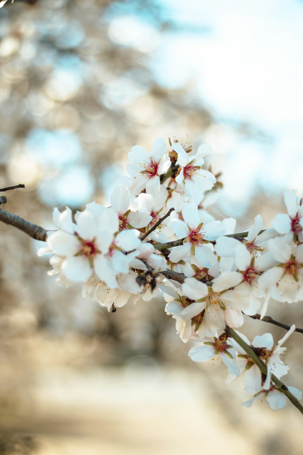 white and pink cherry blossom in close up photography