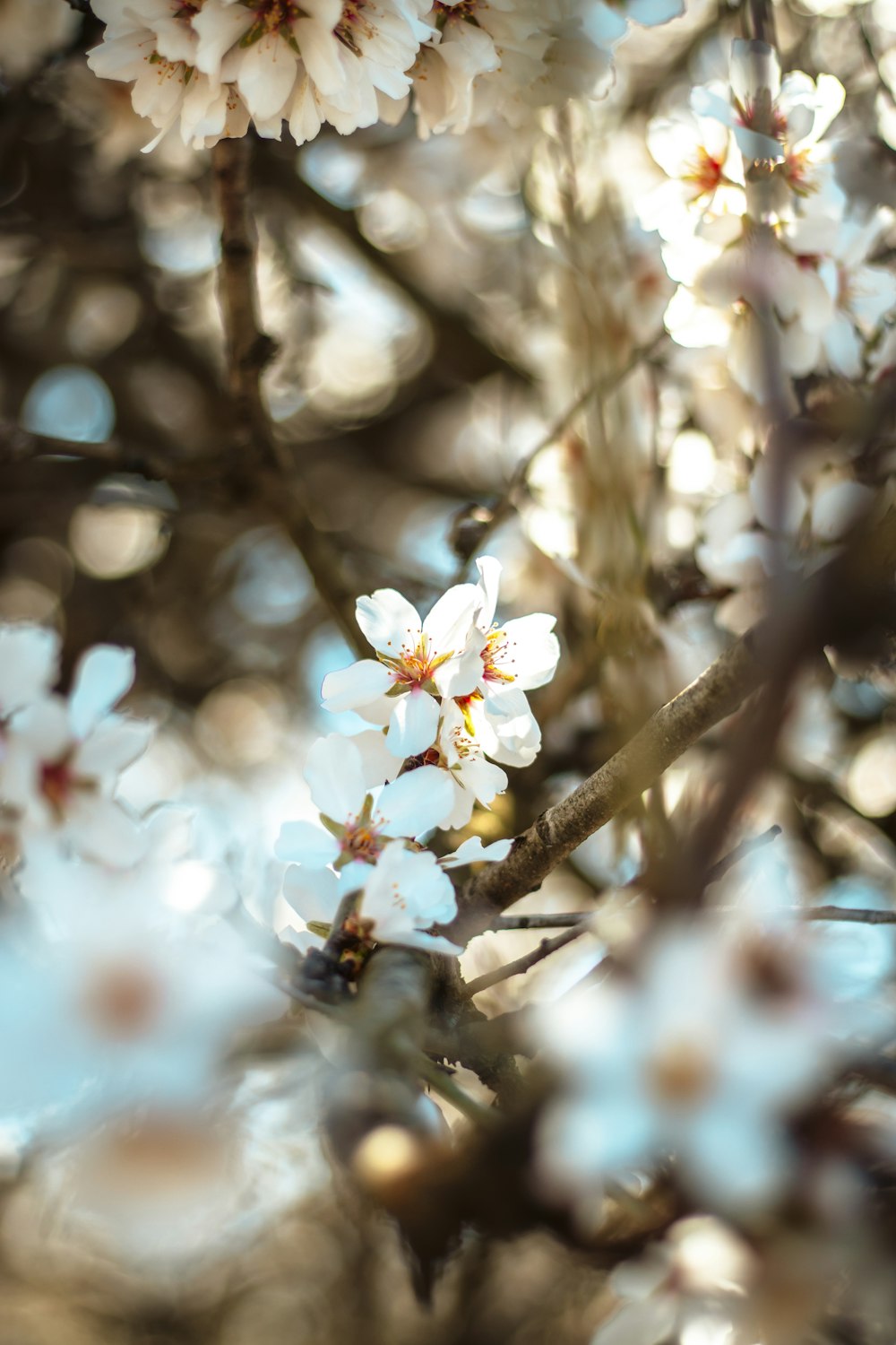 white cherry blossom in close up photography