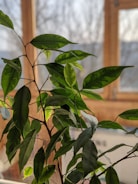 A close-up of lush green plants in an office setting.
