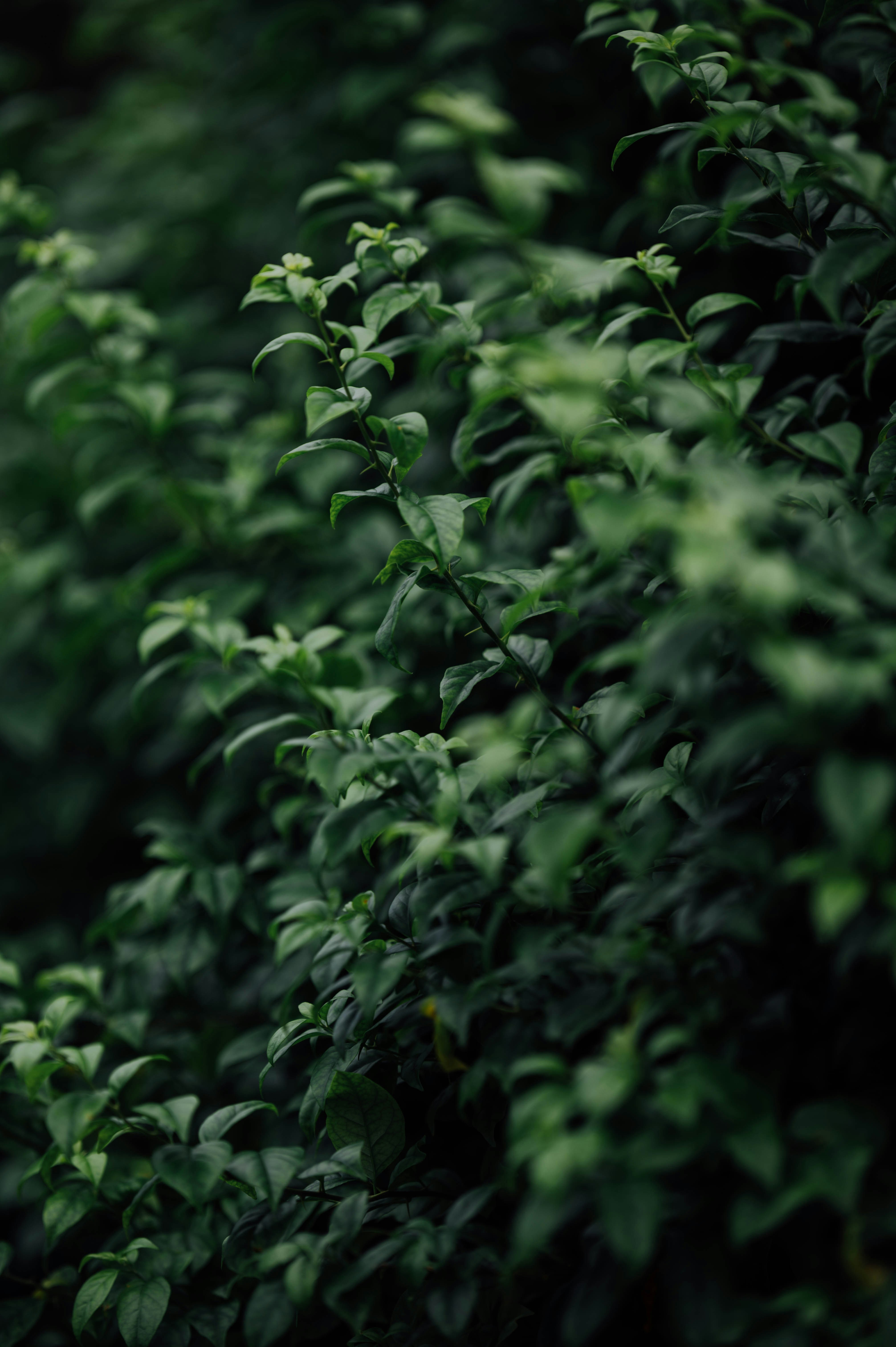 Photo by chuttersnap