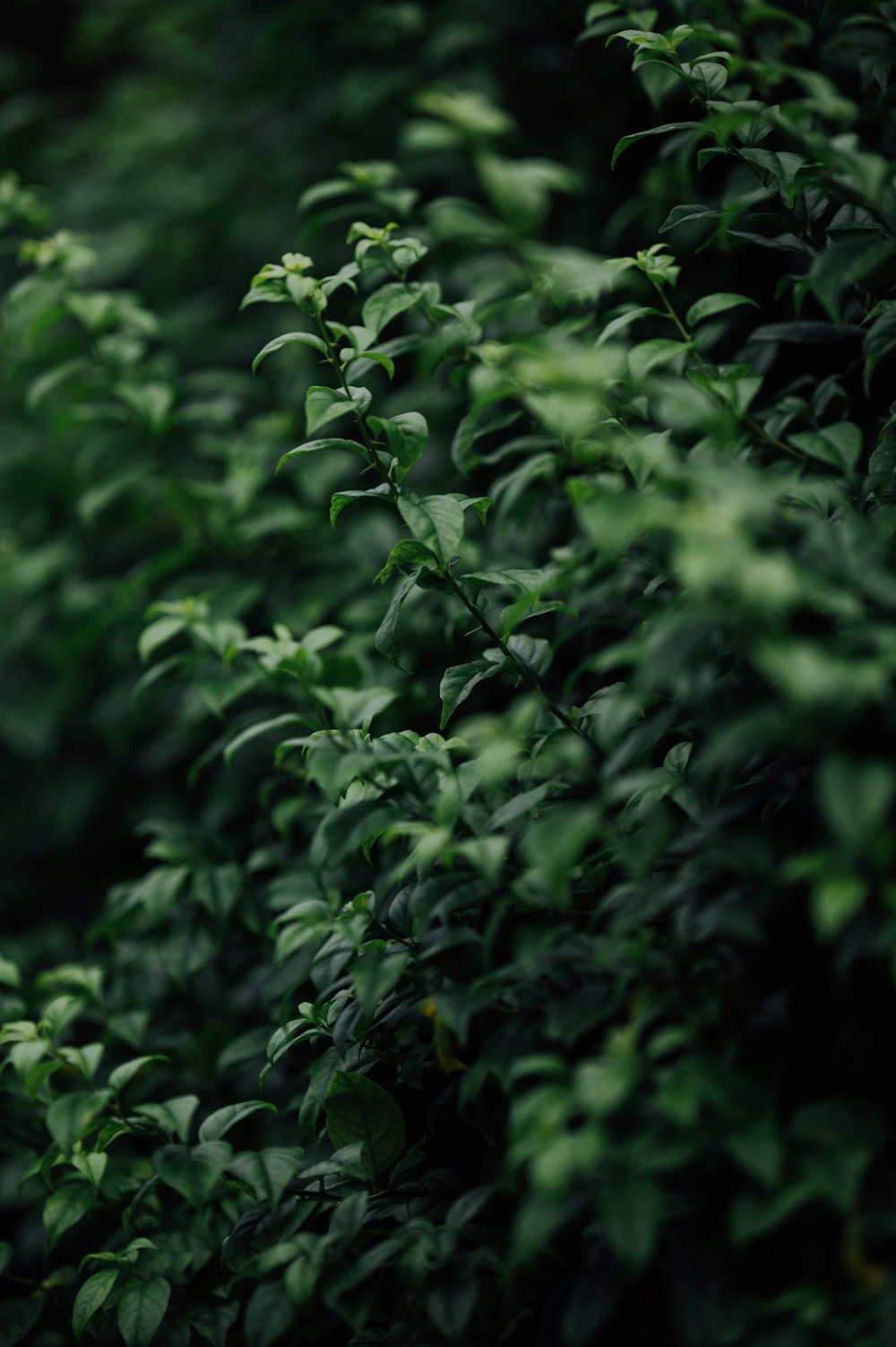 green leaves in tilt shift lens