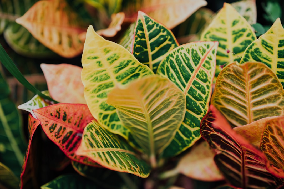 green and red leaves in tilt shift lens