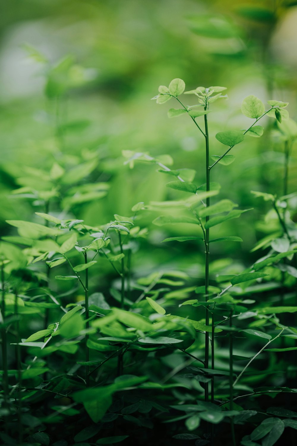 green plant in close up photography