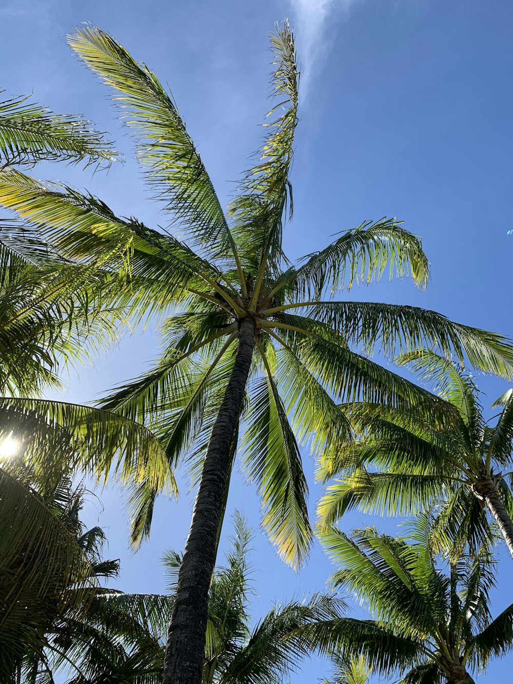 green coconut palm tree under blue sky during daytime