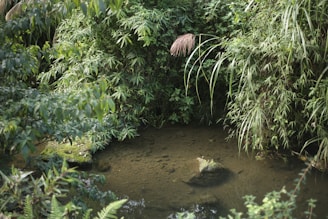 A vibrant image of a local pond with people engaging in conservation activities.