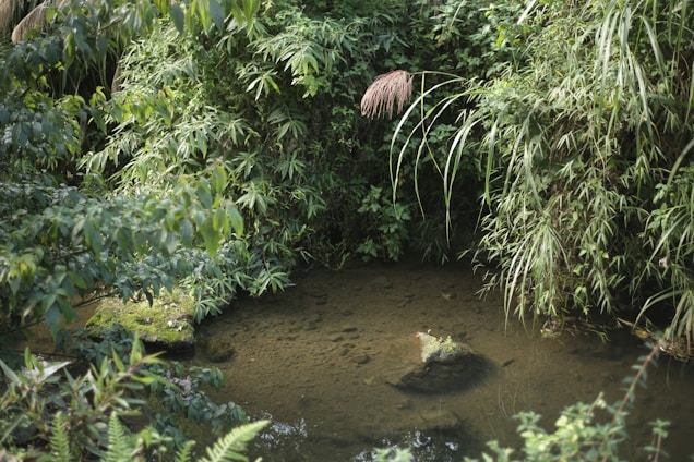 A vibrant image of a local pond with people engaging in conservation activities.