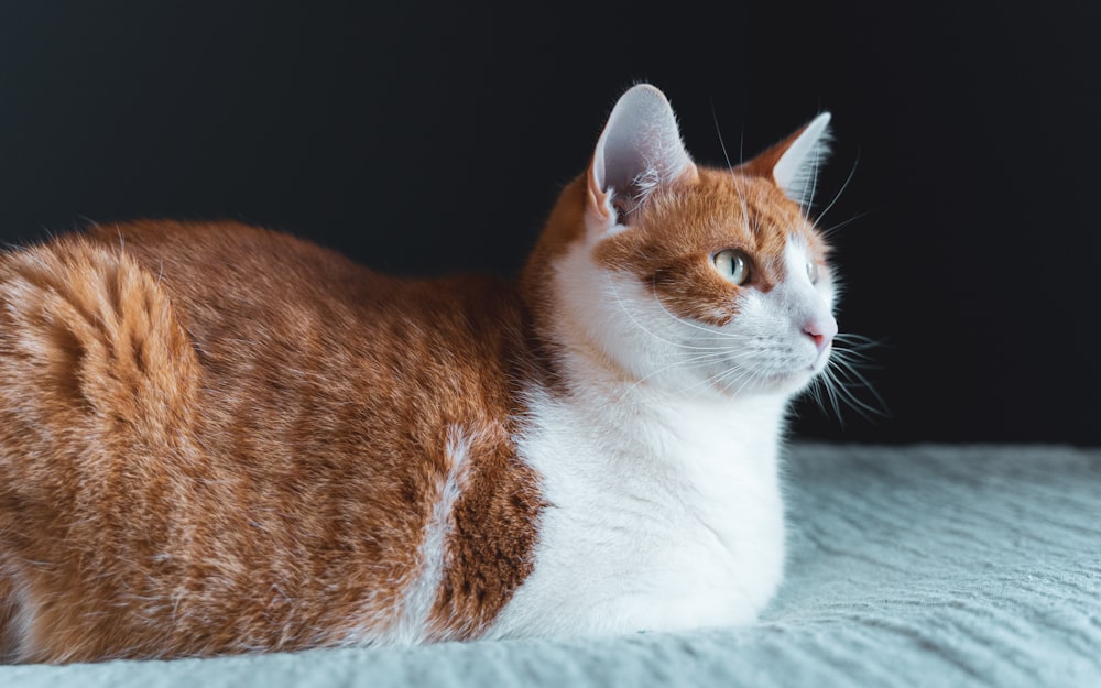 orange and white cat lying on white textile