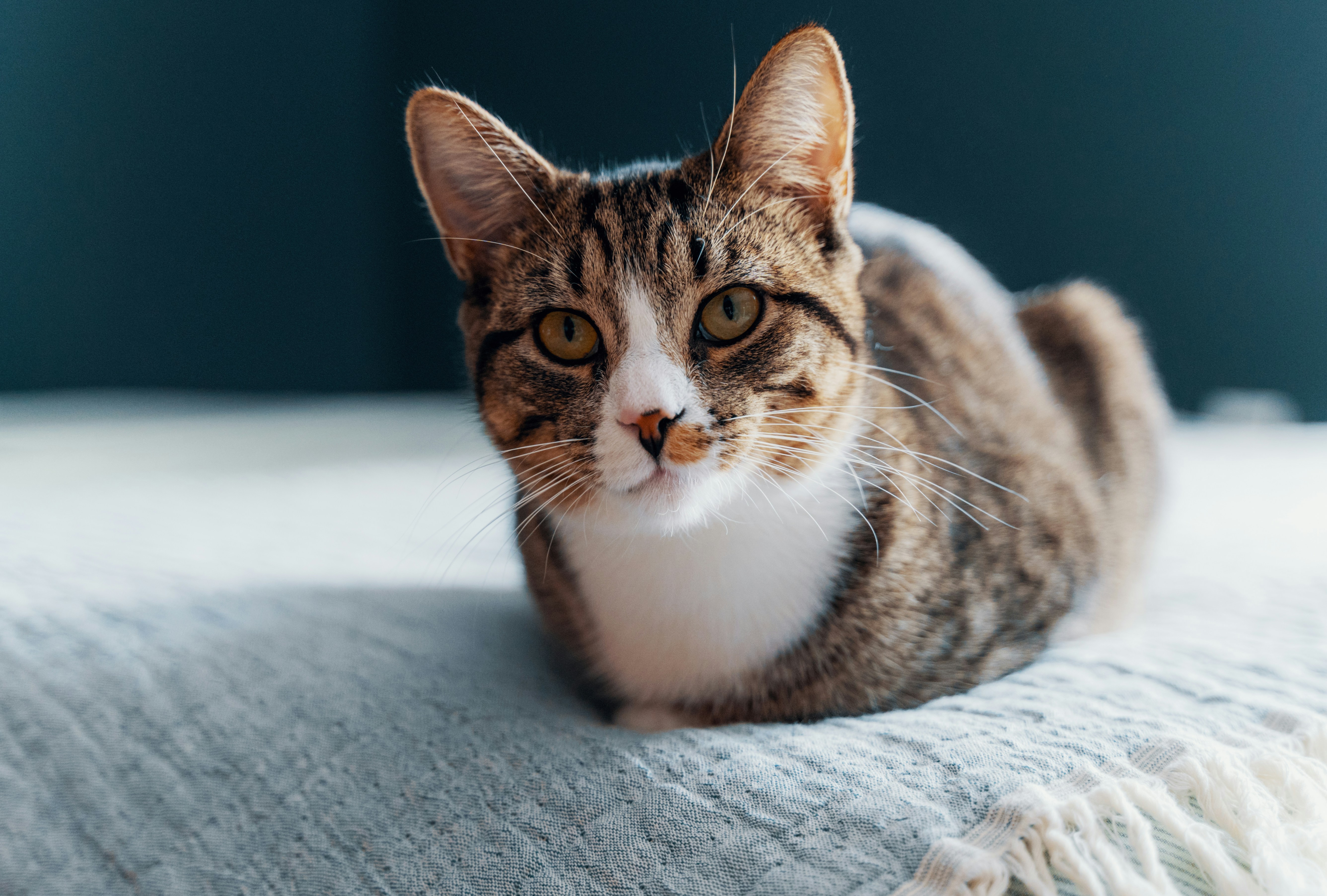 Красивый черный кот. Красивый черный кот. Рихардс донскис чеширский кот. Cats very well in the dark. Cats very well in the dark.