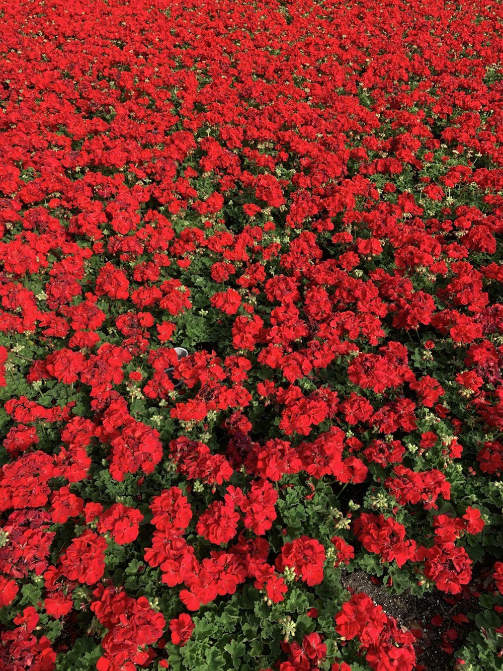 red flower field during daytime