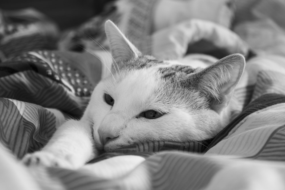 grayscale photo of cat lying on bed