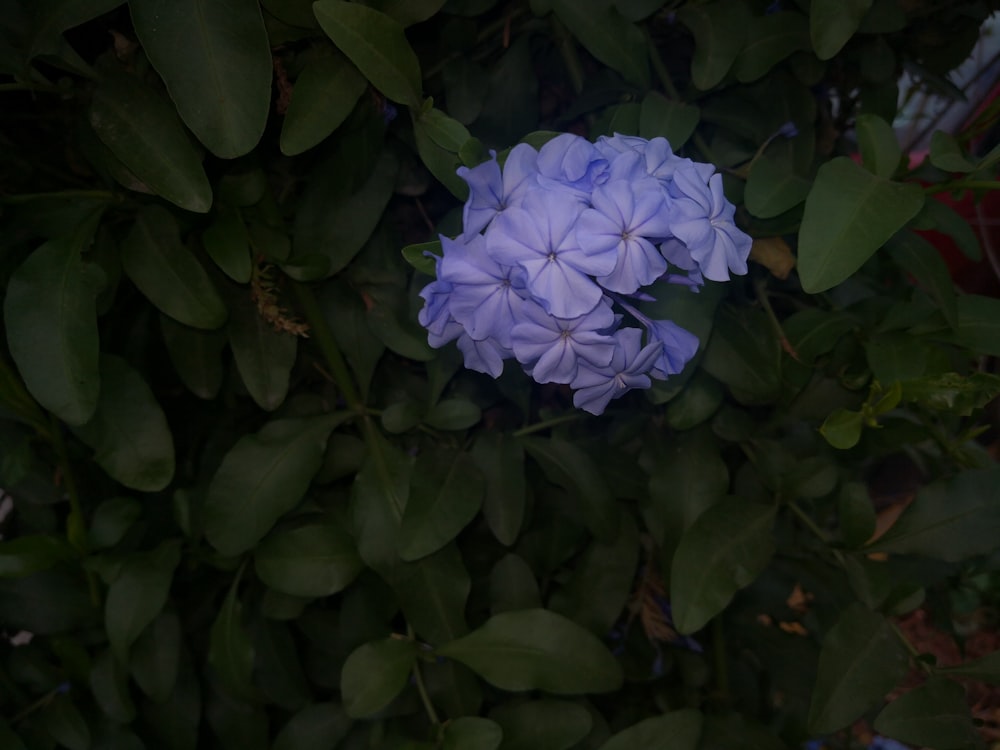 flor púrpura en hojas verdes