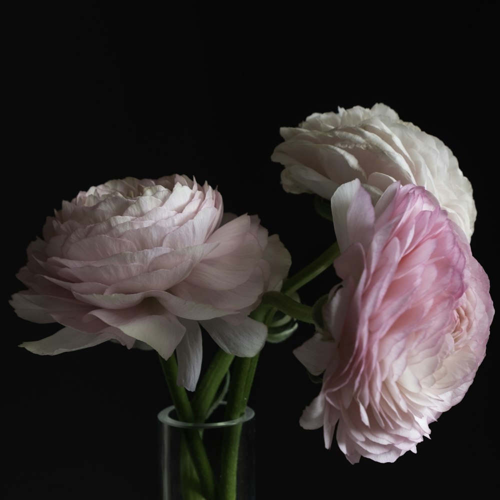 투명 유리 꽃병에 분홍색과 흰색 꽃