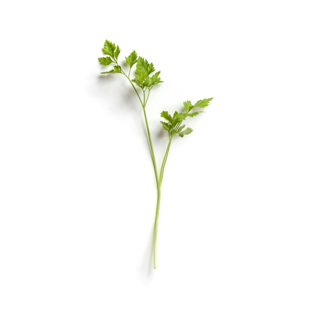 white flower with green leaves