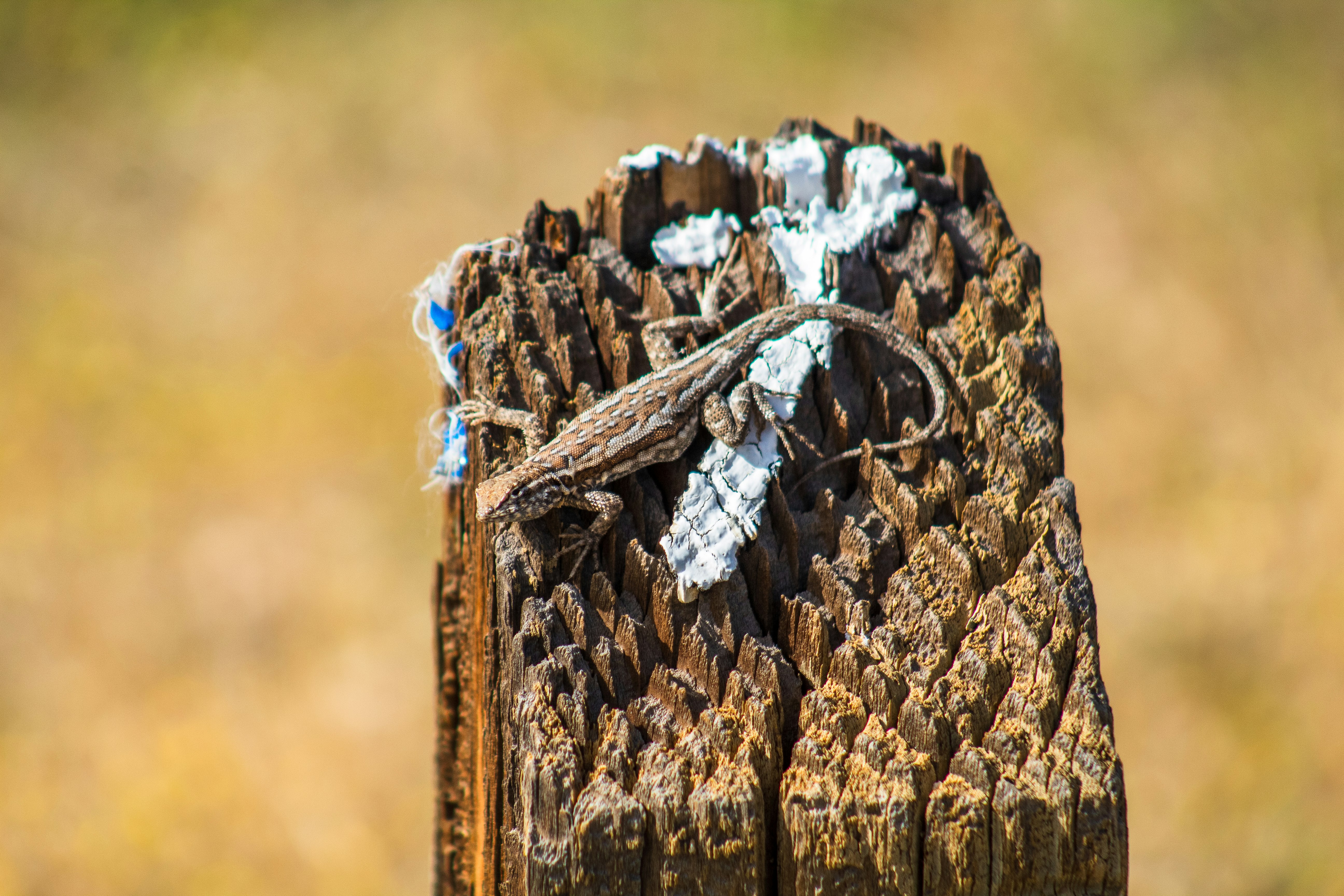 brown wooden log with white and blue textile