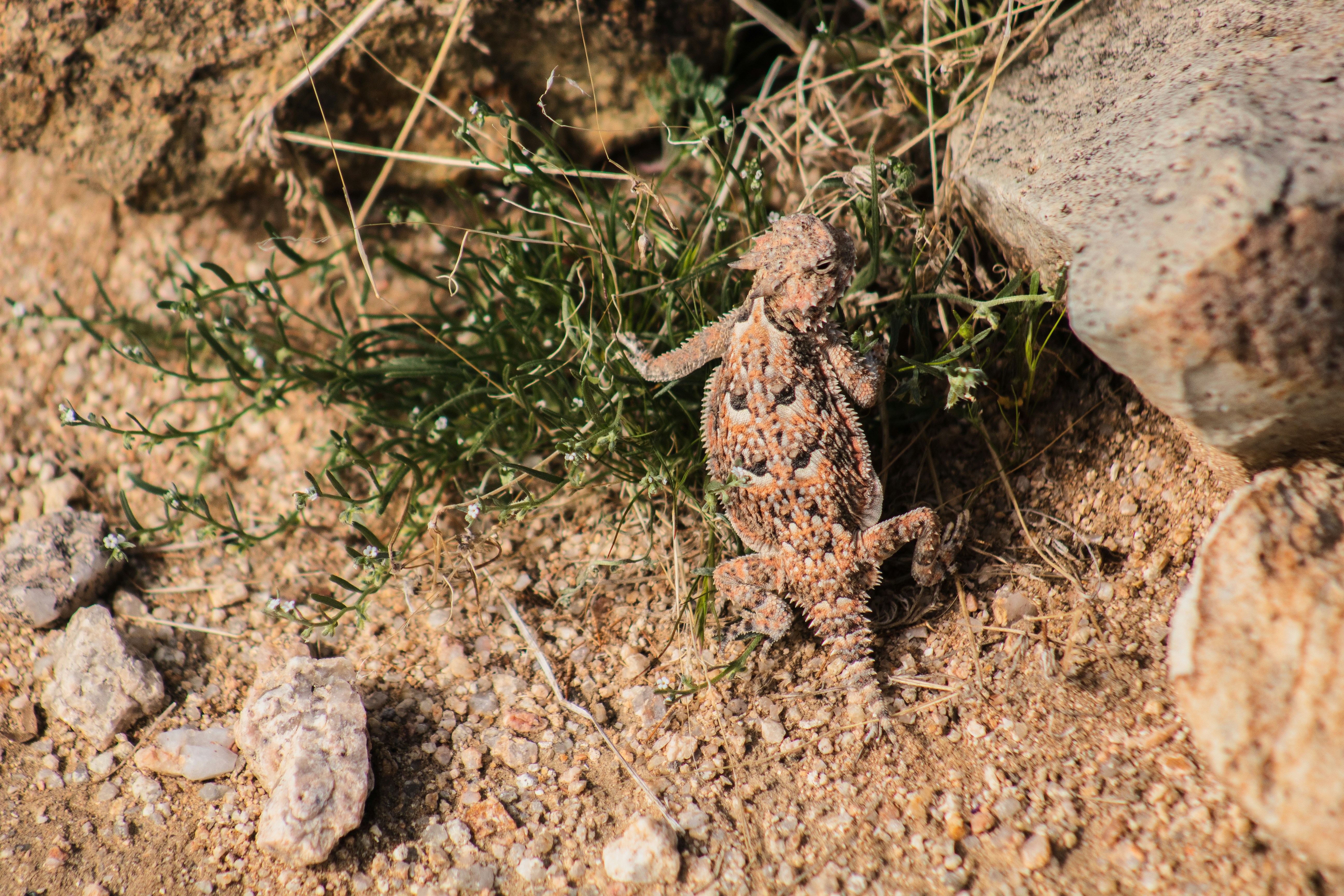 The Effort to Bring Horned Lizards Back to Texas