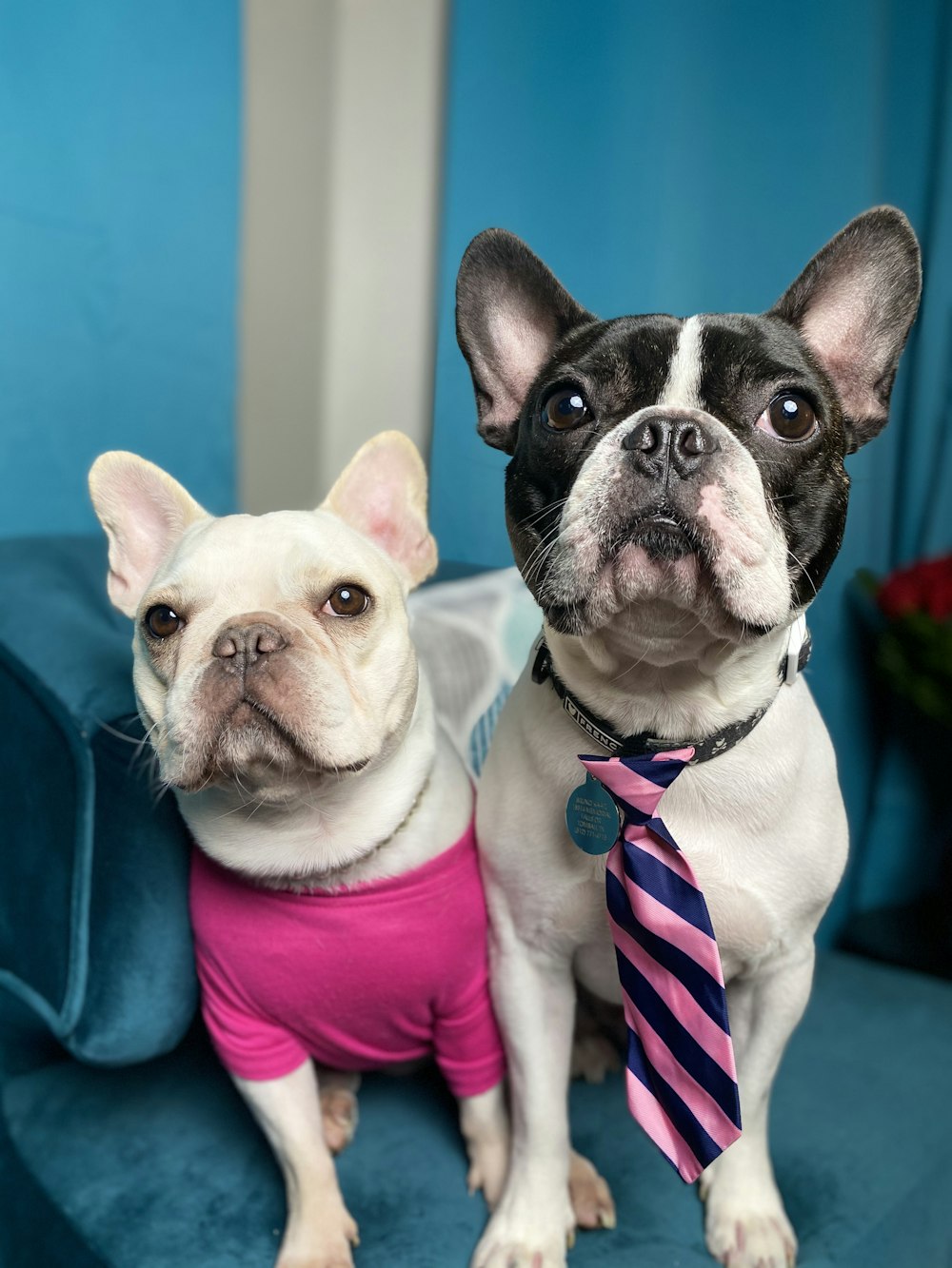 white and black french bulldog wearing pink and white striped shirt