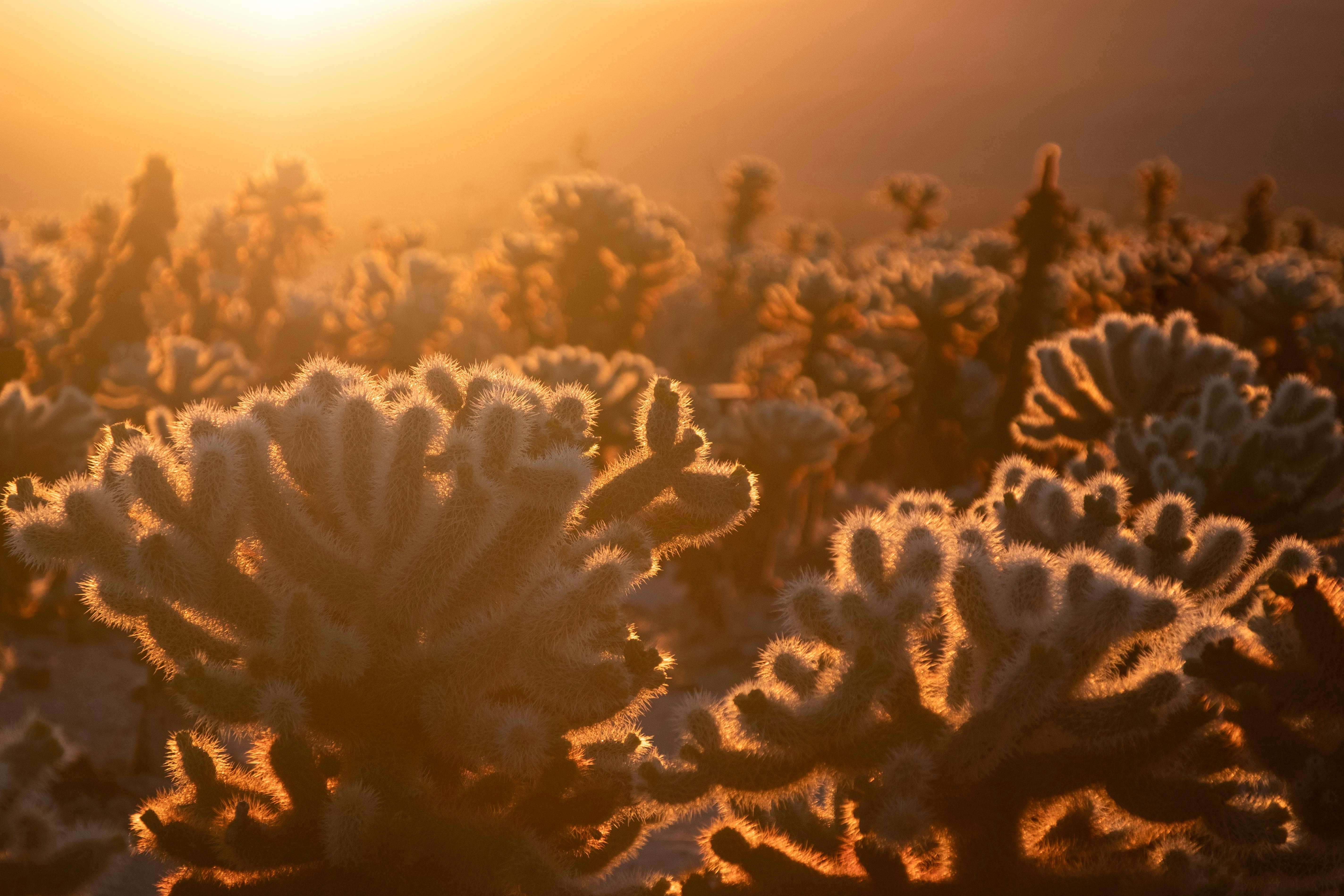 Joshua Tree National Park