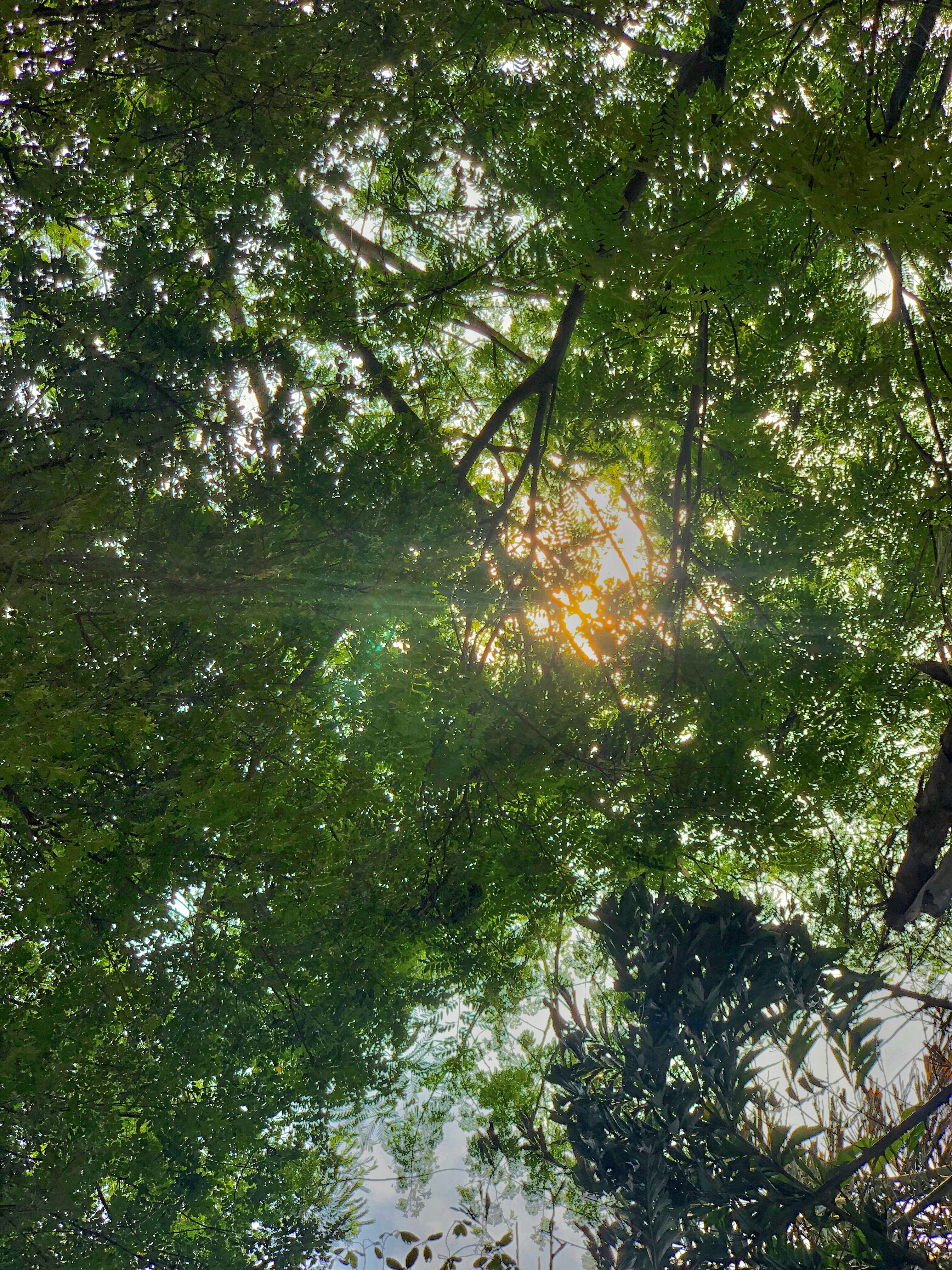 Soft morning light filtering through green forest leaves, gentle dappled light, healing and peaceful