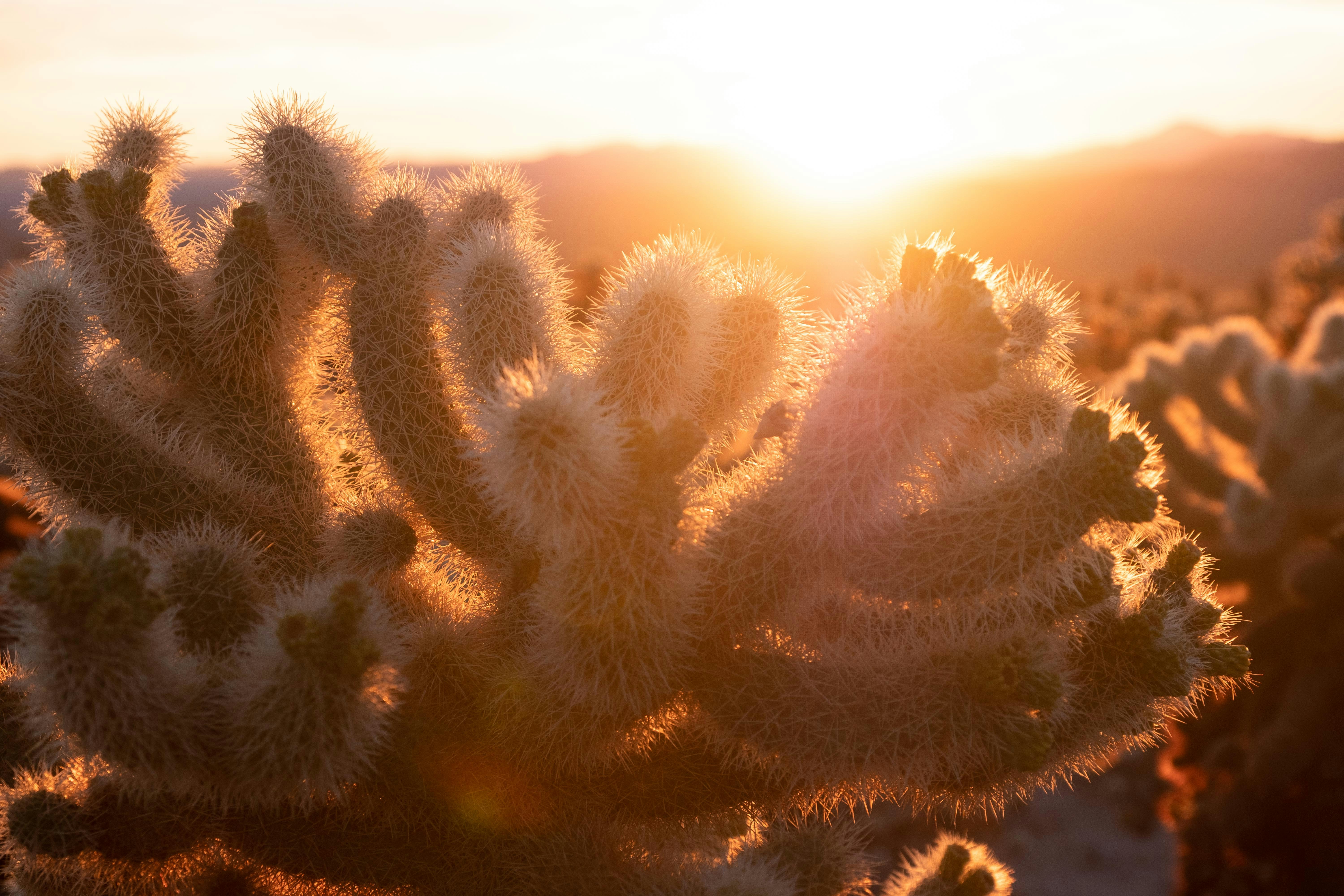 Poetry Analysis: Matins 1 – The Sun Shines | Louise Glück’s The Wild Iris