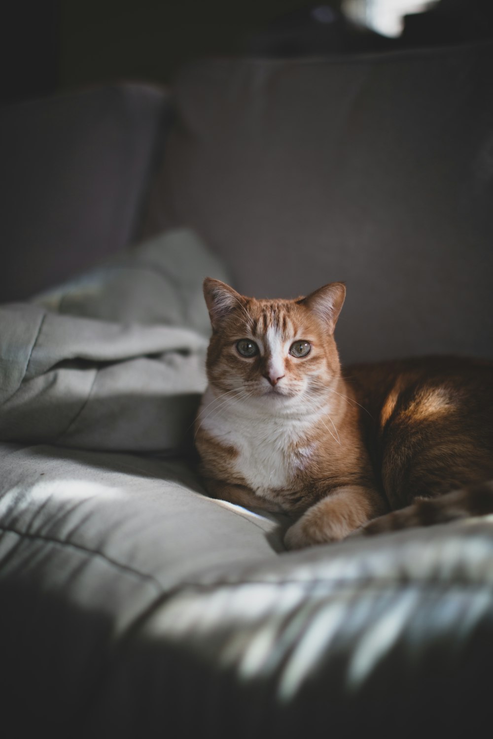 orange tabby cat on gray textile