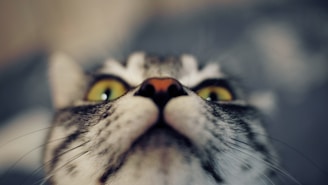 A close-up shot of a cat's face from a low angle, highlighting its large, vivid yellow eyes and distinct white and gray fur patterns. The focus is on the cat's nose and eyes, with the background softly blurred.