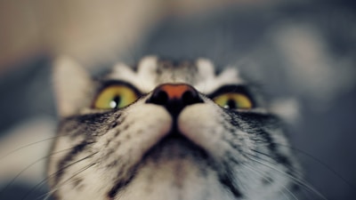 A close-up shot of a cat's face from a low angle, highlighting its large, vivid yellow eyes and distinct white and gray fur patterns. The focus is on the cat's nose and eyes, with the background softly blurred.