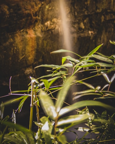 Lush green leaves of bamboo sway gently, illuminated by soft, natural light. A rough, dark brown background provides a stark contrast to the vibrant greenery.