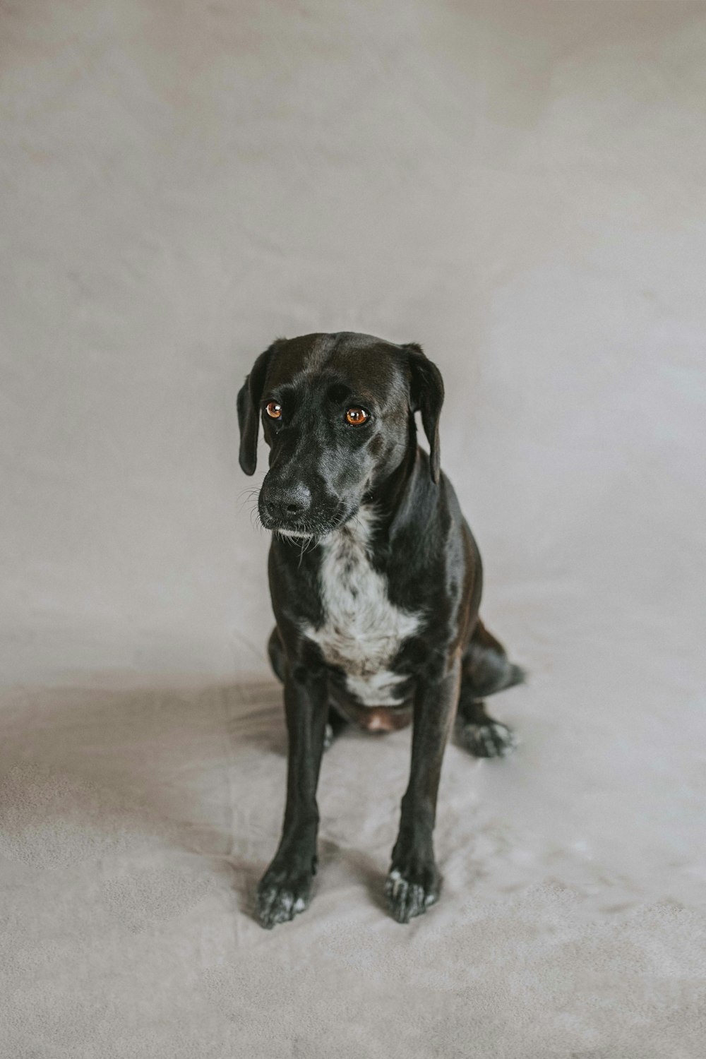 black and white short coated dog