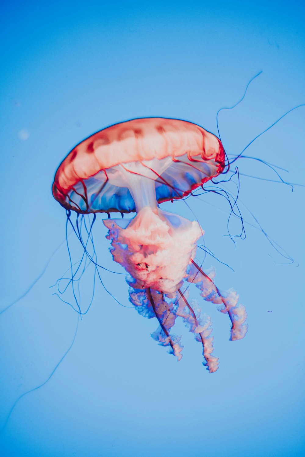 Medusas azules y blancas en el agua