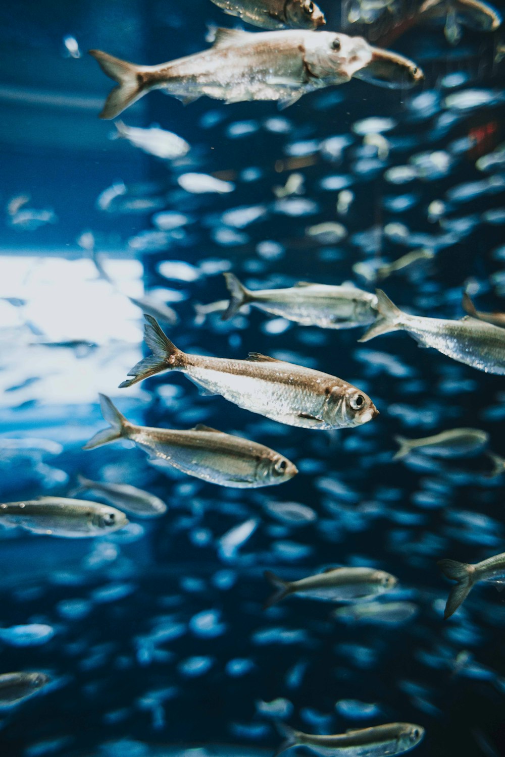 school of fish in water