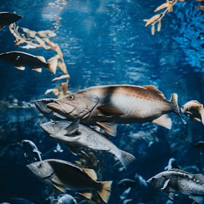 school of fish in water