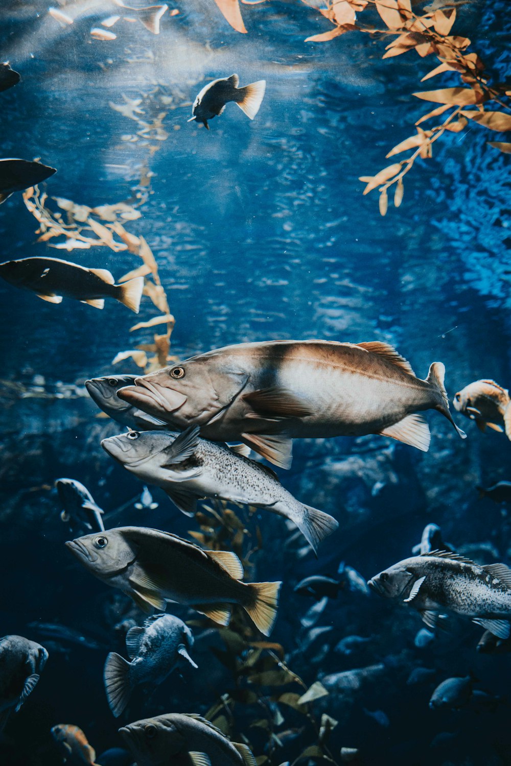 banc de poissons dans l’eau