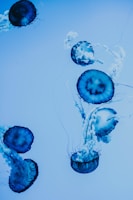blue and white jellyfish on water
