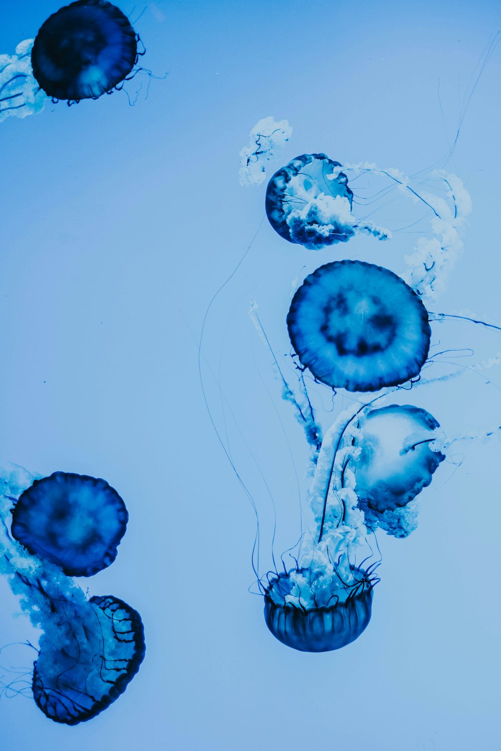 blue and white jellyfish on water