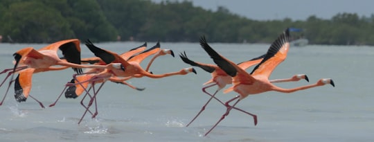 flock of flamingos on water during daytime in Yucatan Mexico