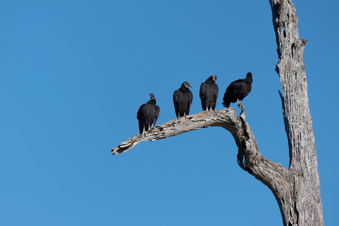 black bird on brown tree branch during daytime