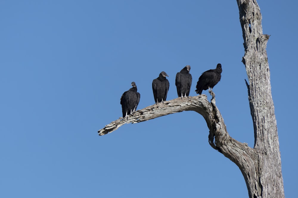 black bird on brown tree branch during daytime