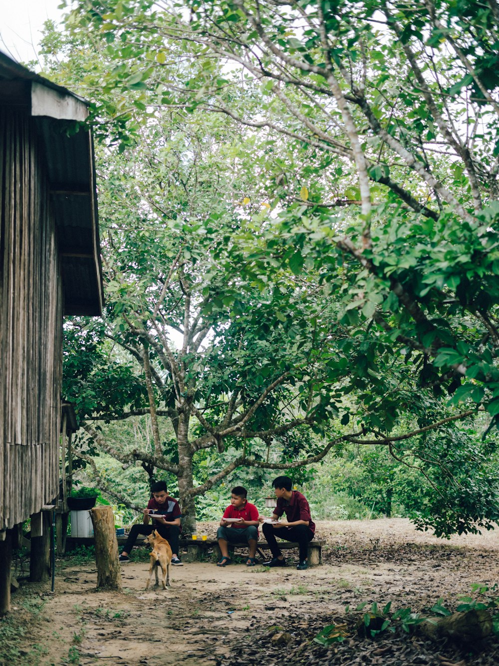 people sitting on bench near green trees during daytime