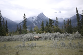 A serene Montana mountain landscape at sunrise with a lone elk in the foreground.