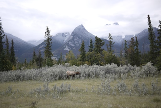 A serene mountainous landscape with snow-capped peaks and evergreen forests. A lone elk grazes in the foreground amidst shrubs and grassland, set against misty mountains in the background.