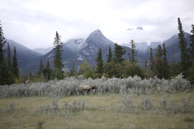 A serene Montana mountain landscape at sunrise with a lone elk in the foreground.