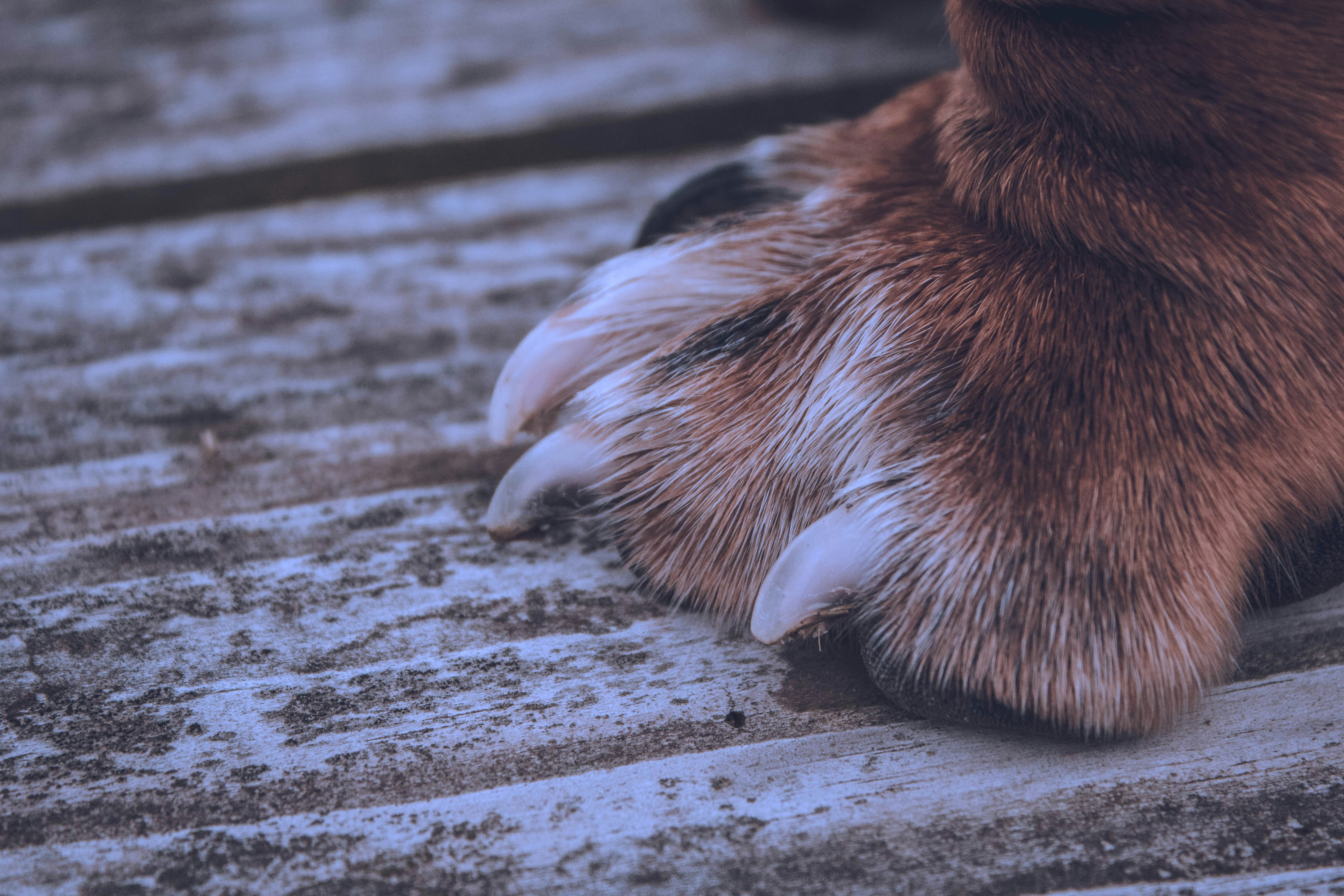 Nail Grinder vs Clipper for Dogs and Grooming Guide