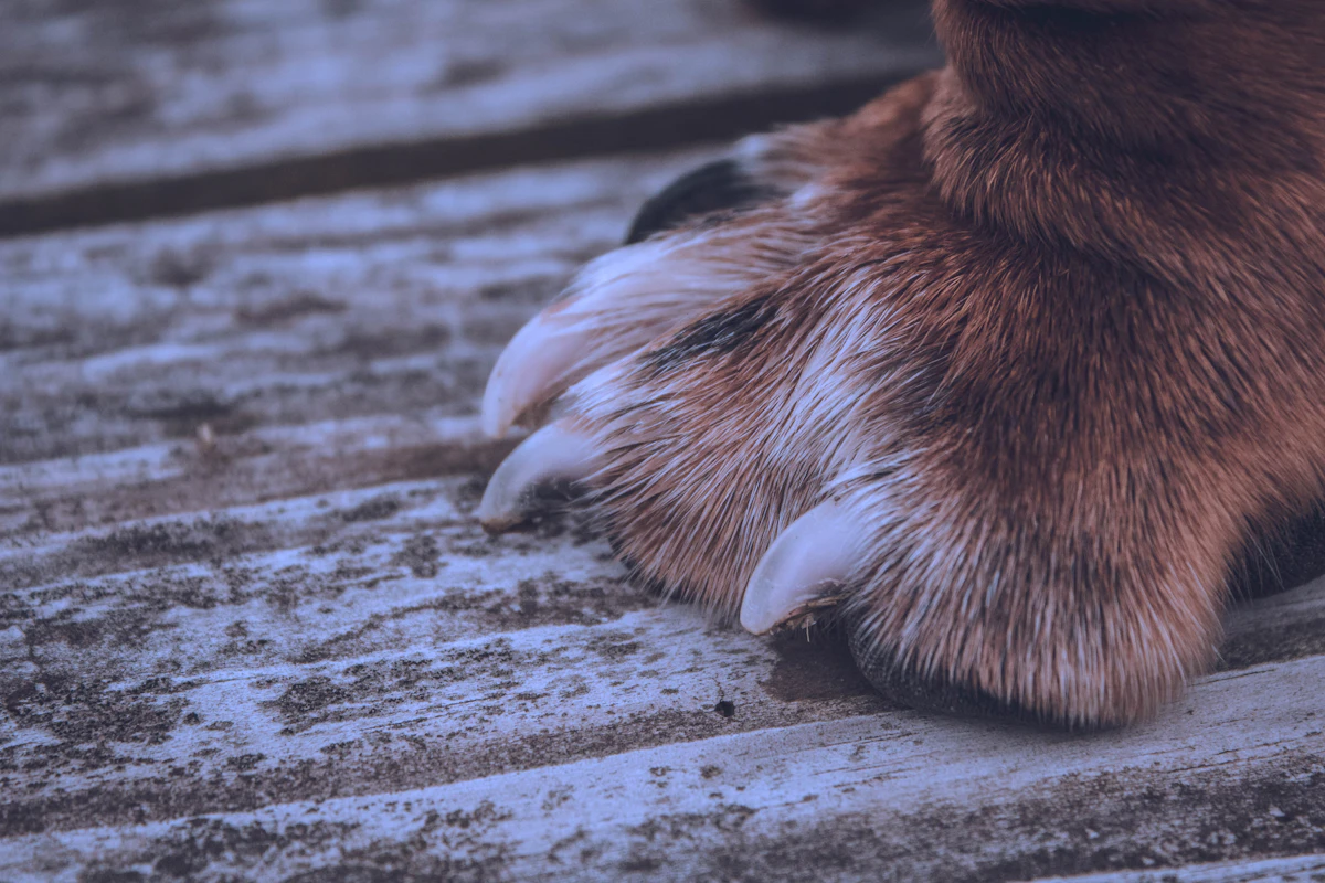 Cortando las unas a un perro con cortaunas