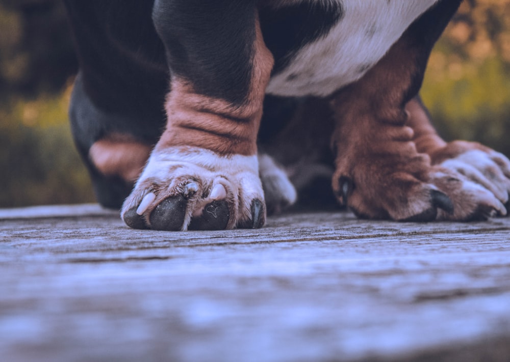 black white and brown short coated dog on brown wooden floor