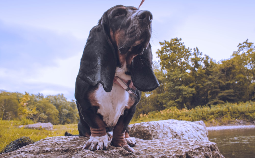 black and white short coated dog on brown tree trunk during daytime