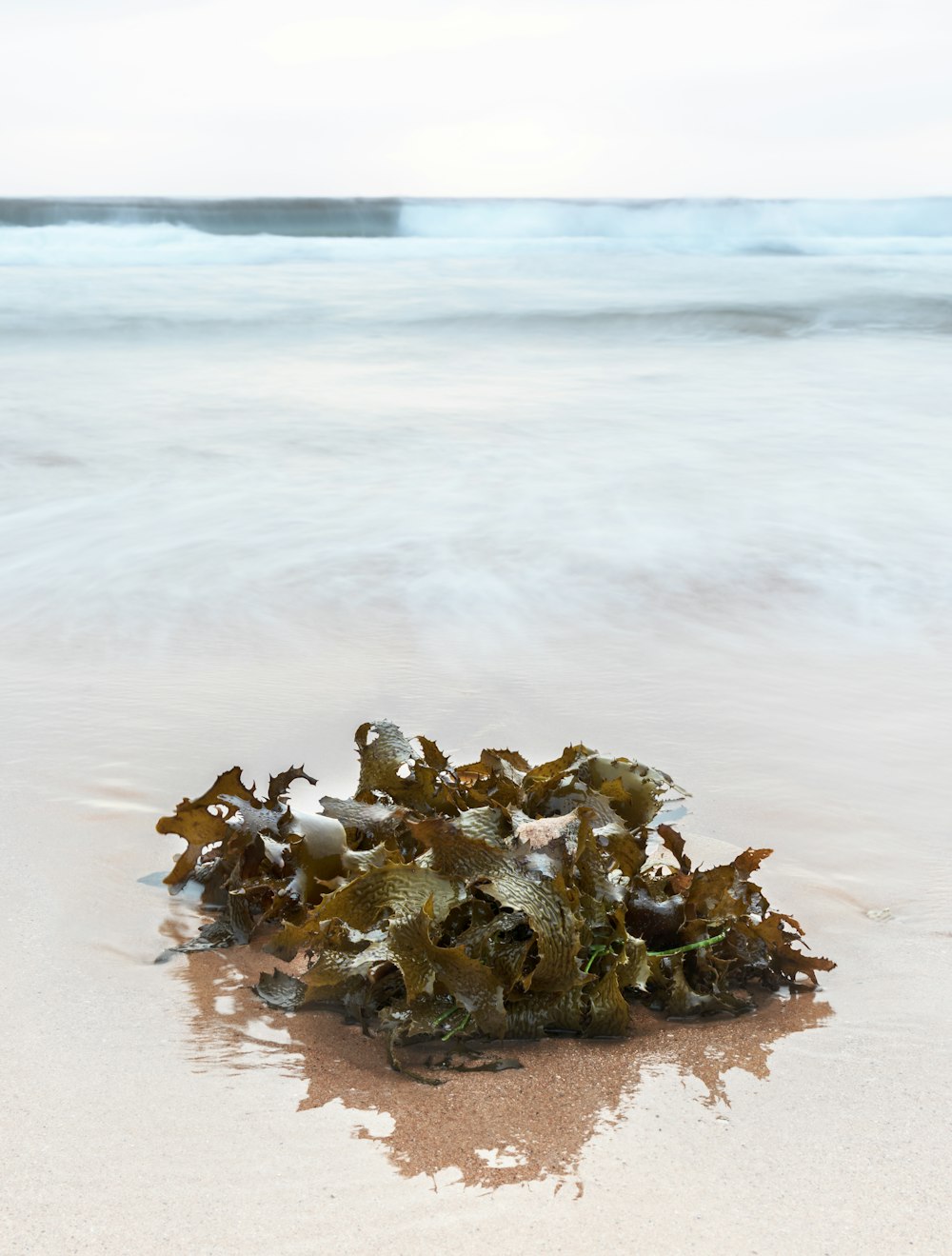 昼間の海岸に浮かぶ茶色と白の貝殻