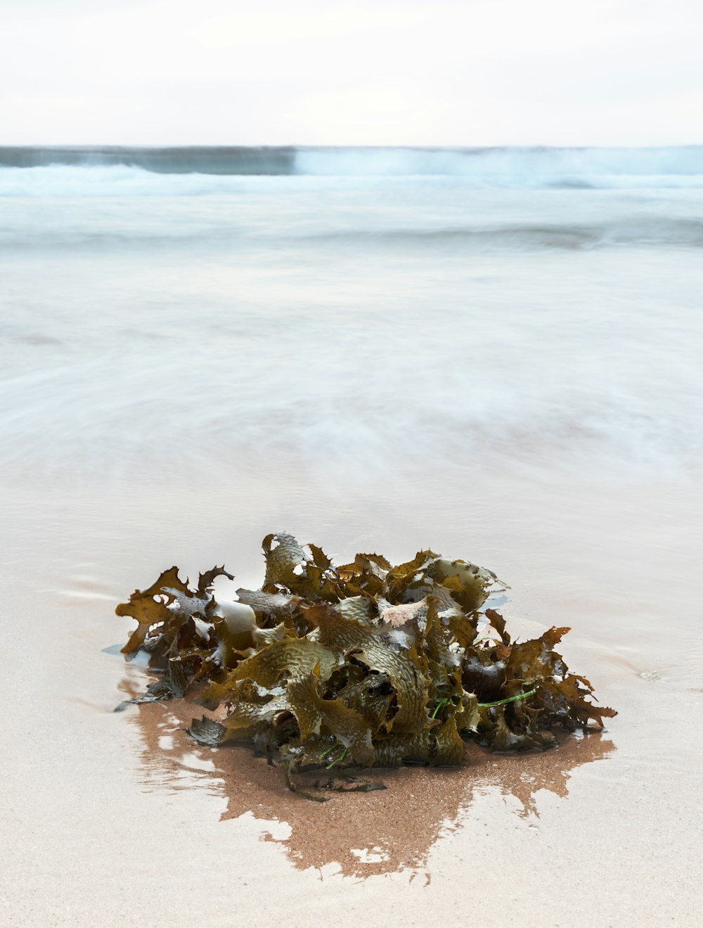 brown and white sea shells on seashore during daytime