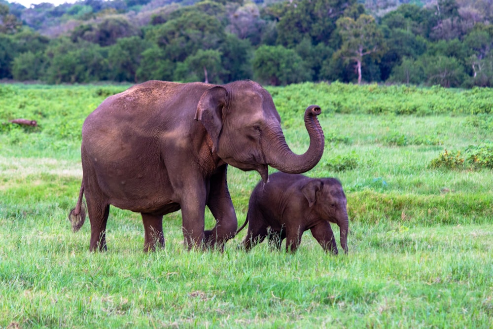 brown elephant on green grass field during daytime