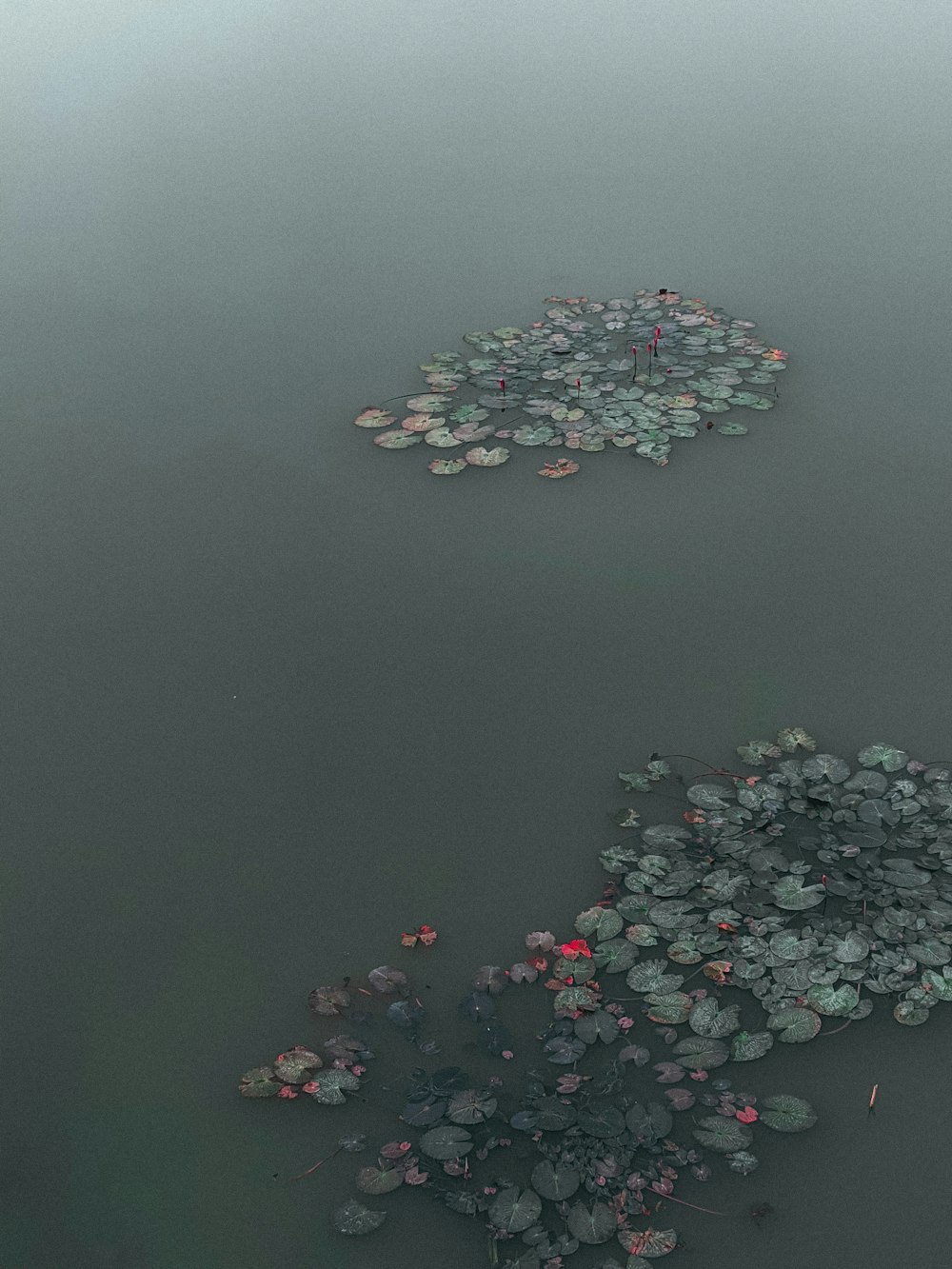 pink white and yellow flower petals on water