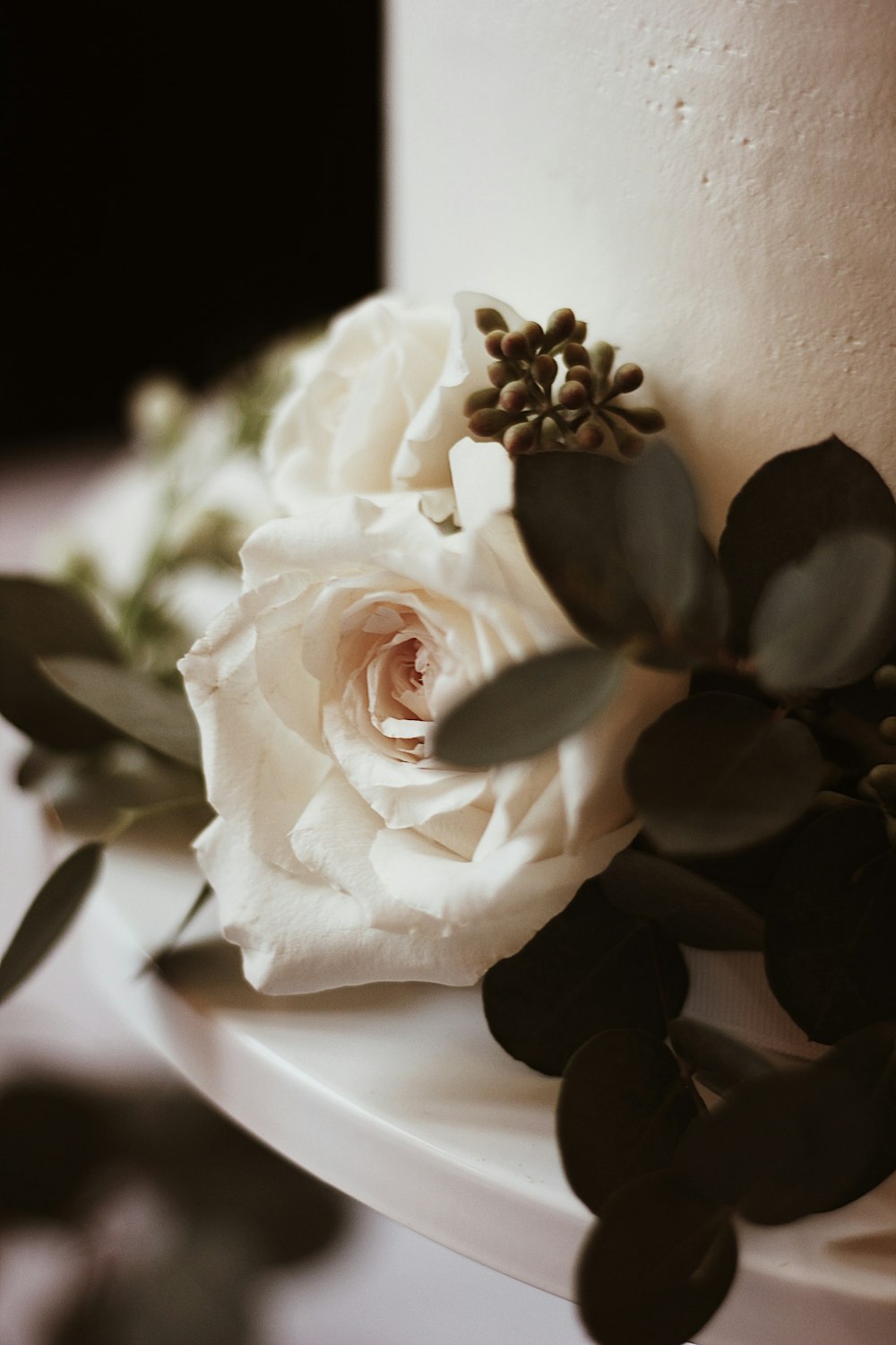 white rose in bloom in close up photography